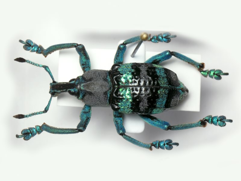 Eupholus magnificus Kirsch, 1877